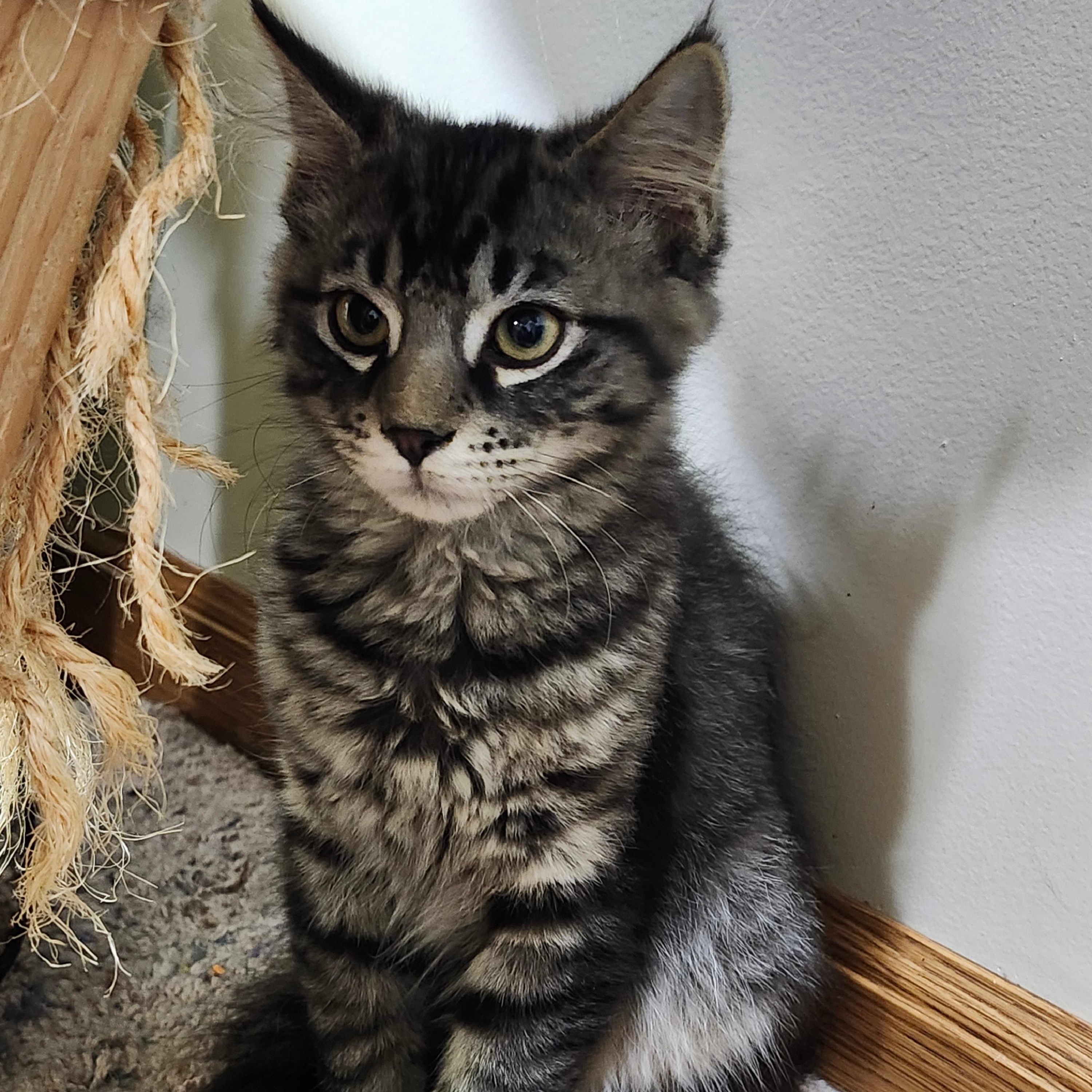 DASH, Adopted, Young Male Domestic Medium Hair.