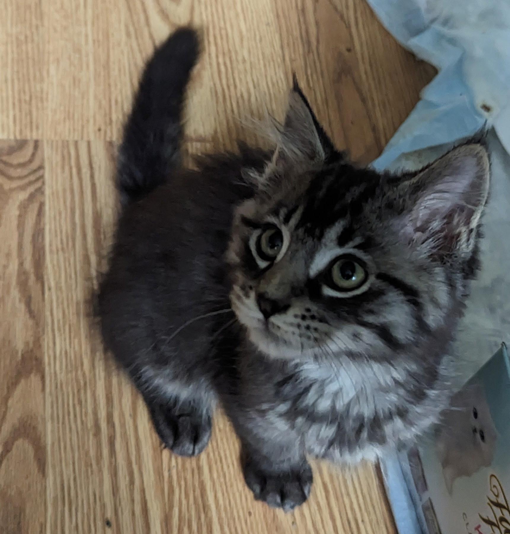 DASH, a Adopted mixed breed in Karns City, PA image 2/3