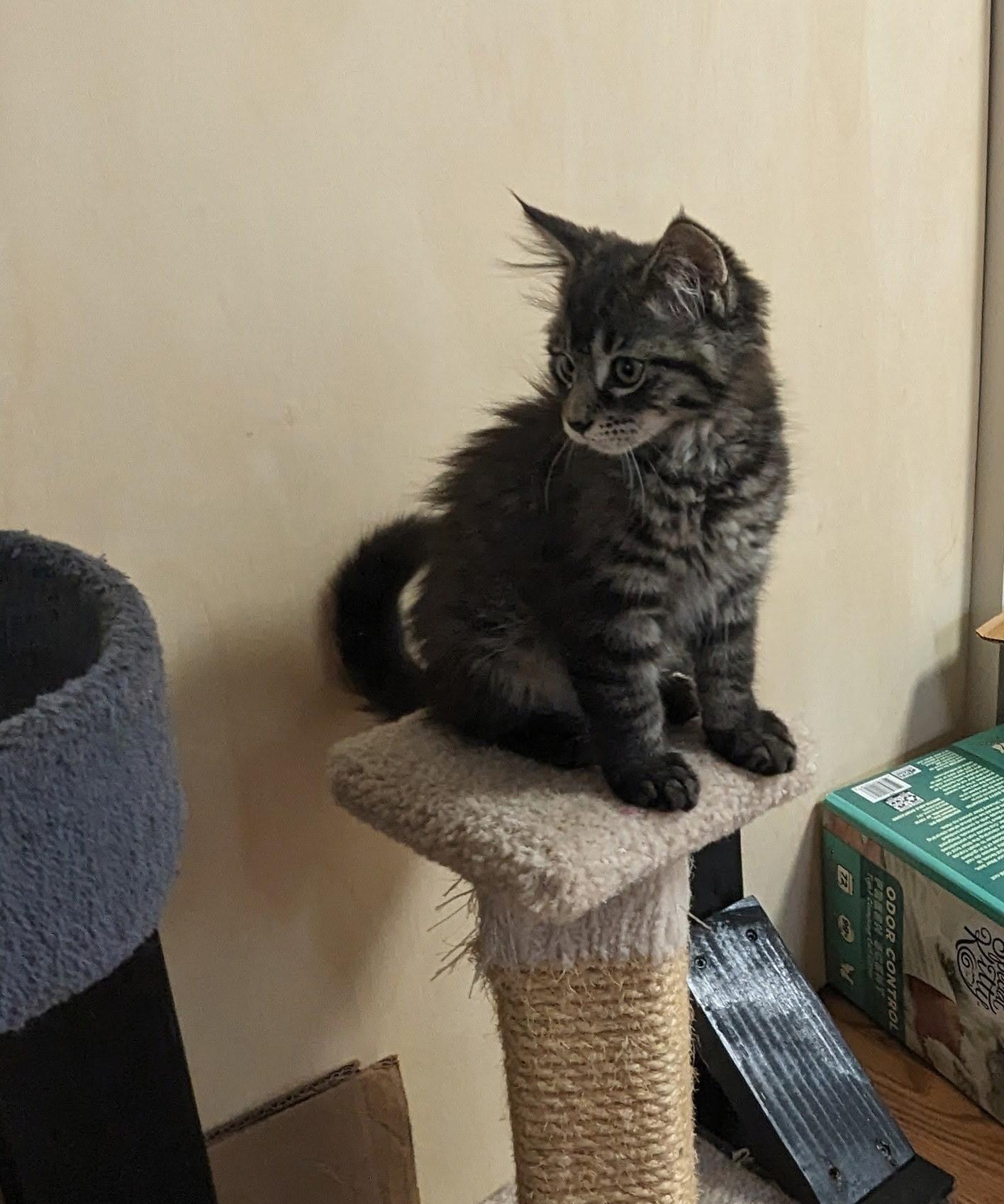 DASH, a Adopted mixed breed in Karns City, PA image 3/3