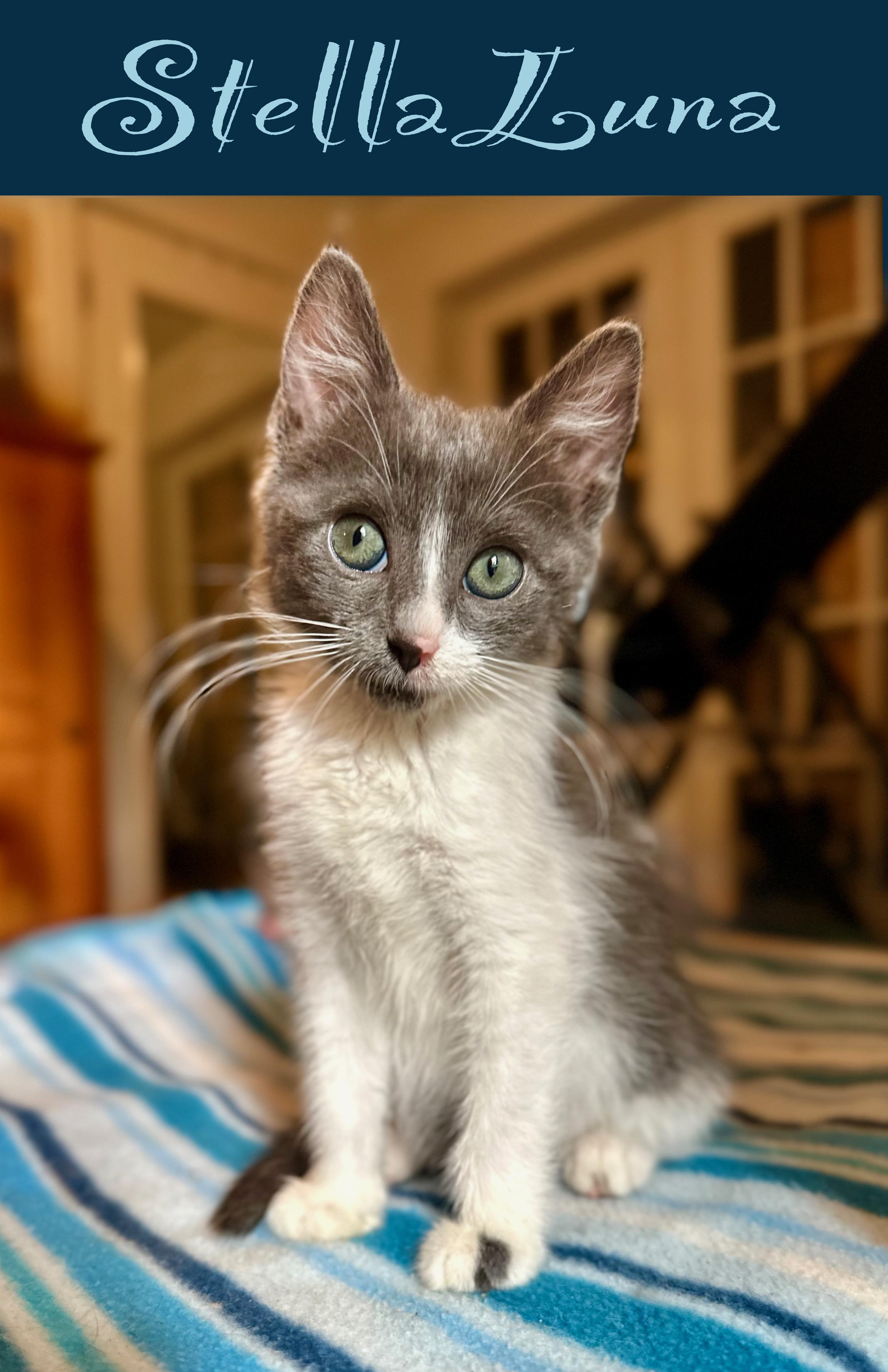 Stella Luna, Baby Female Domestic Short Hair