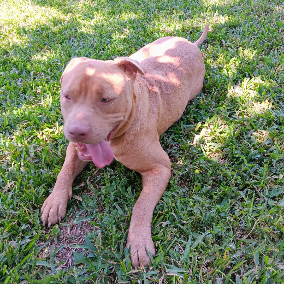 Enlarge Bubs, a Adoptable mixed breed in Raleigh, NC image 4/6