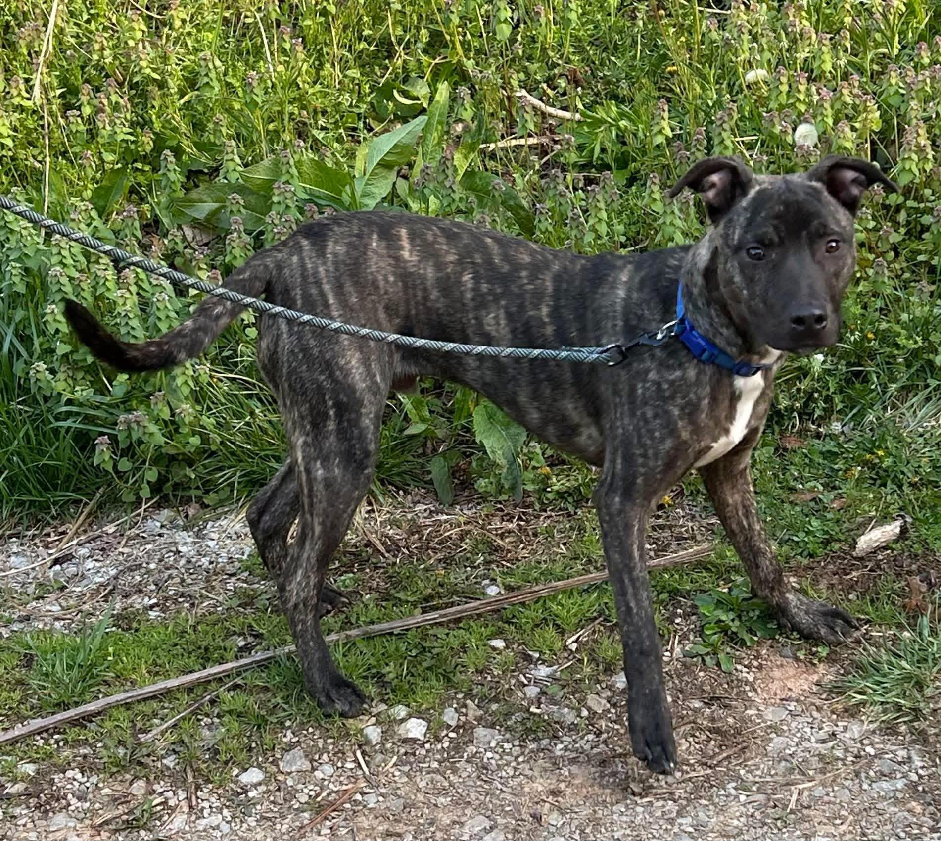 Enlarge Scout, a Adoptable American Staffordshire Terrier in Salem, WV image 3/3
