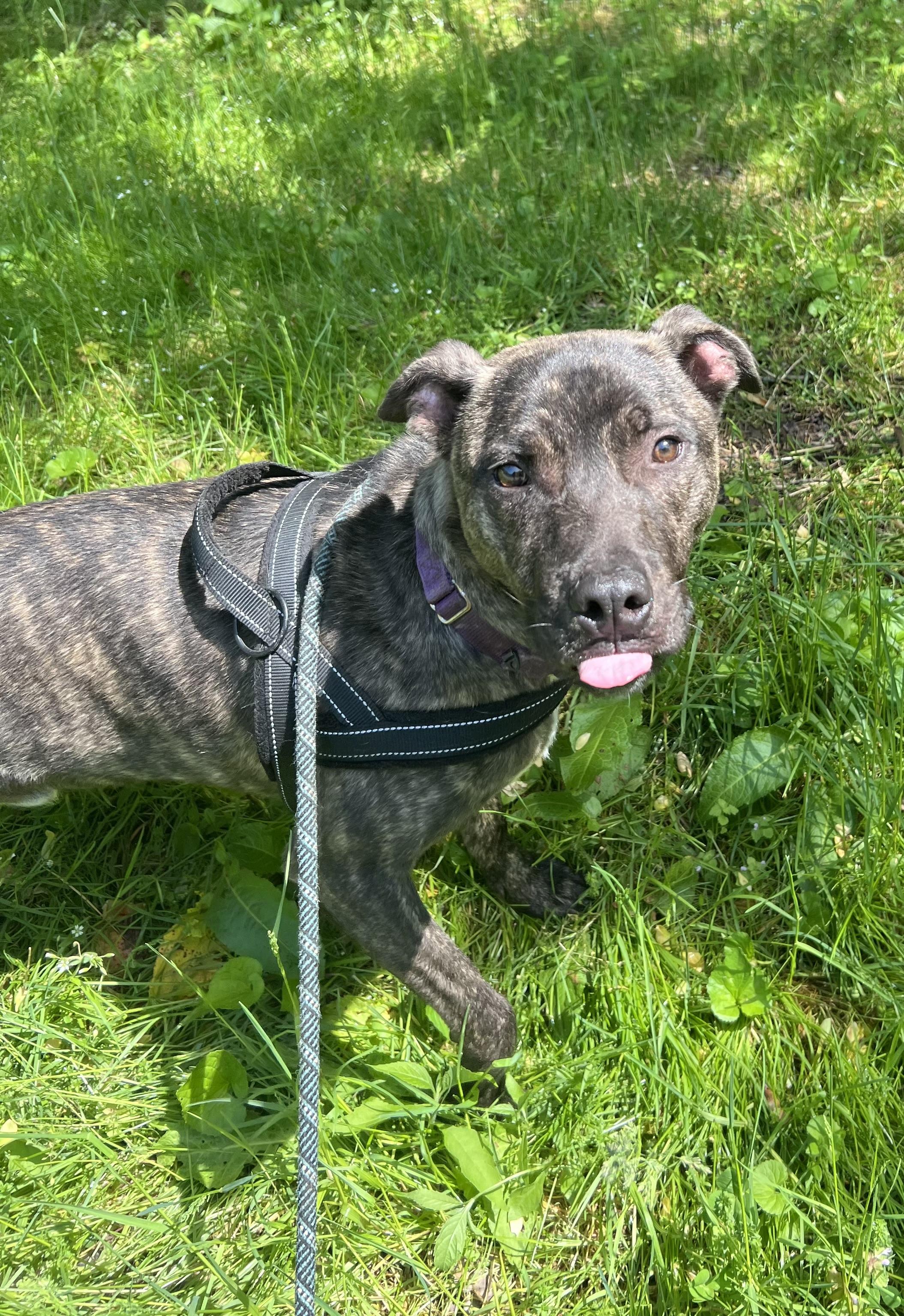 Scout, a ADOPTABLE American Staffordshire Terrier in Salem, WV image 2/2