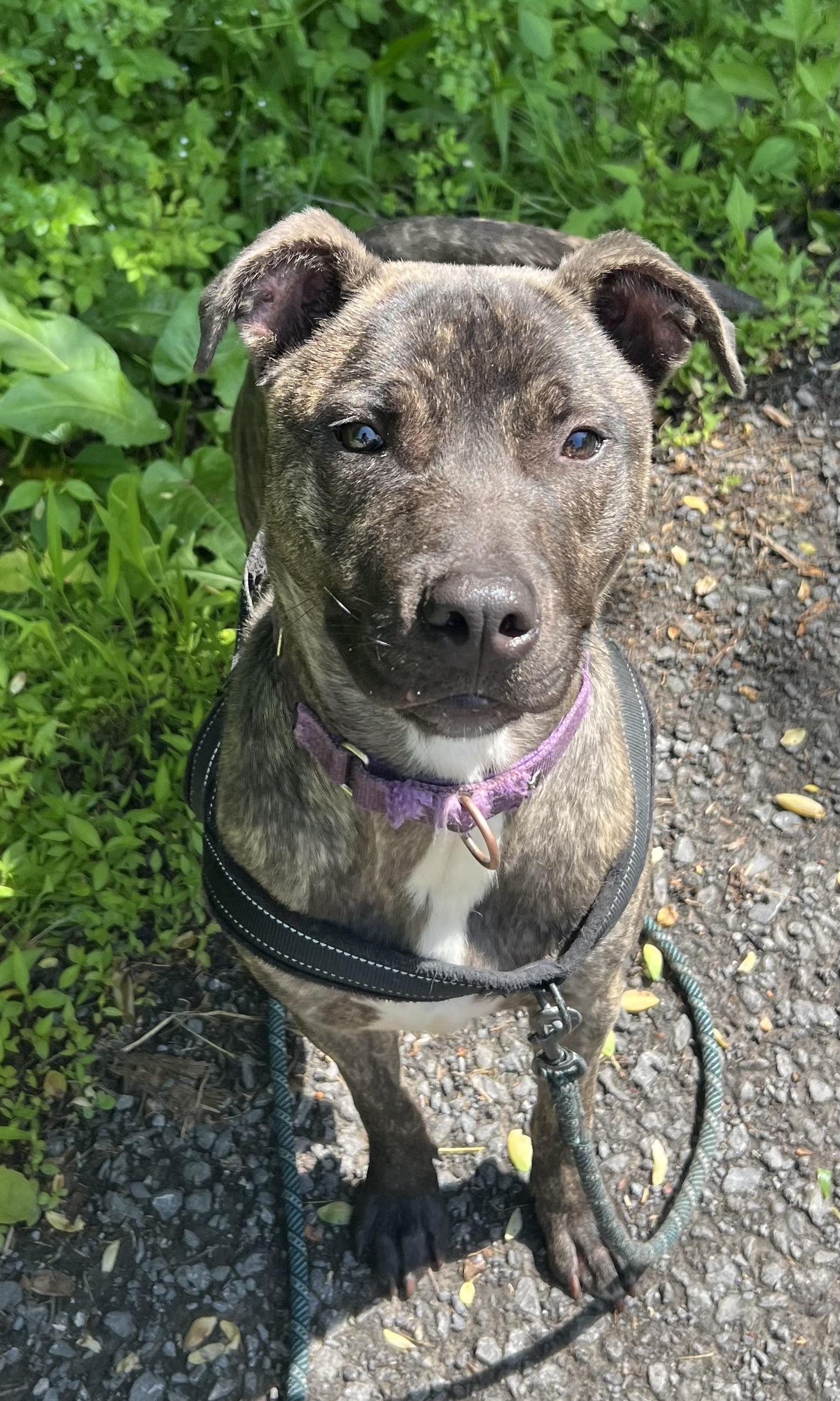 Scout, a ADOPTABLE American Staffordshire Terrier in Salem, WV image 1/2