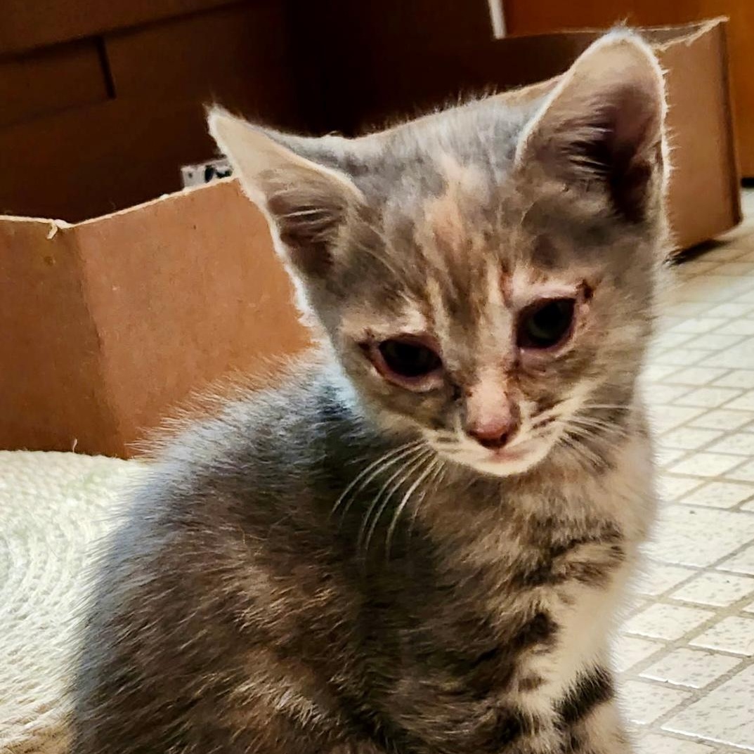 Silver, a ADOPTABLE mixed breed in Gastonia, NC image 2/3