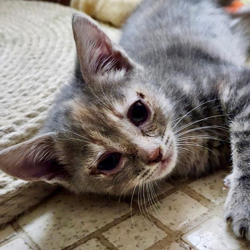 Silver, ADOPTABLE, Kitten Female Tortoiseshell & Domestic Short Hair.