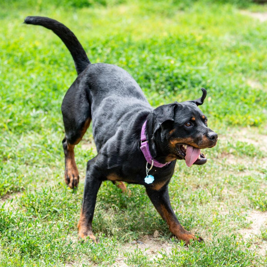 Mocha *Avail by Appt*, Adoptable, Adult Female Rottweiler.