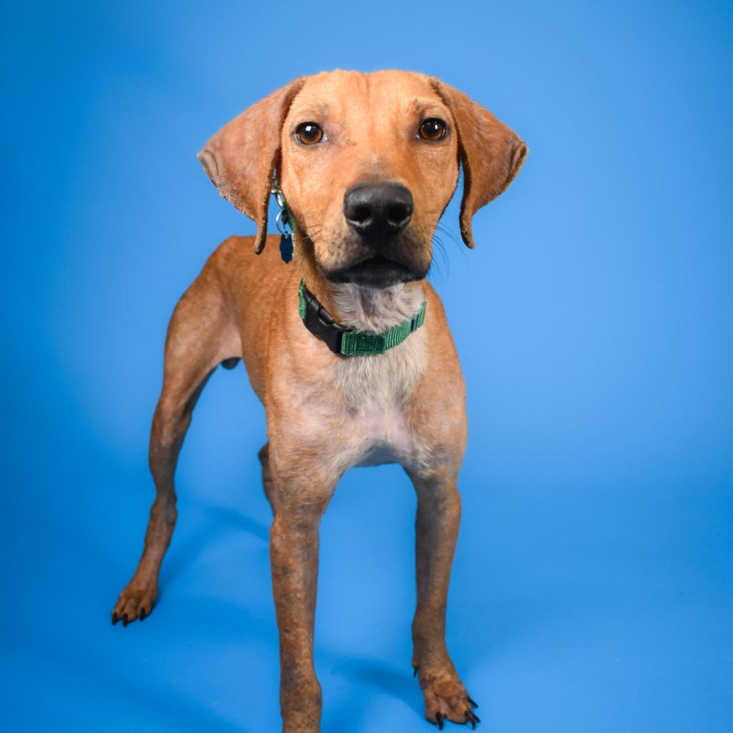 Enlarge Phillip, a Adoptable mixed breed in West Palm Beach, FL image 1/6