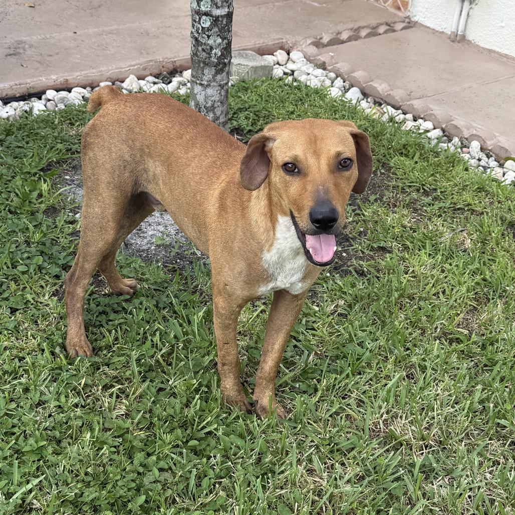 Enlarge Phillip, a Adoptable mixed breed in West Palm Beach, FL image 2/6
