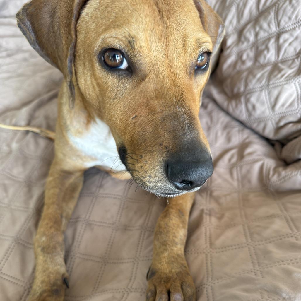 Enlarge Phillip, a Adoptable mixed breed in West Palm Beach, FL image 3/6