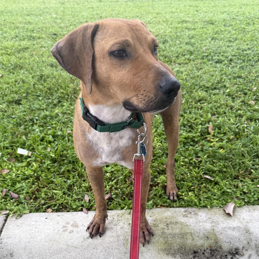 Enlarge Phillip, a Adoptable mixed breed in West Palm Beach, FL image 4/6