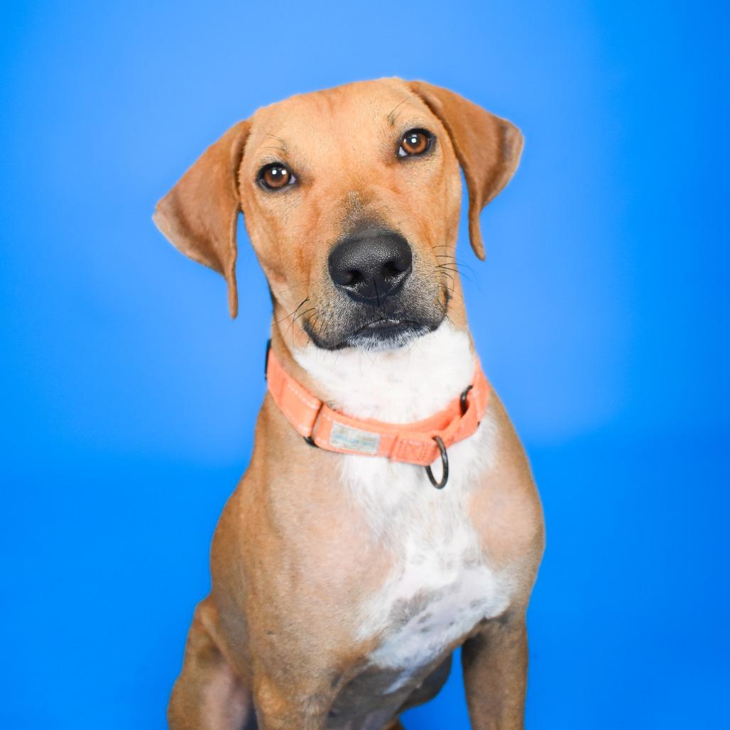 Enlarge Phillip, a Adoptable mixed breed in West Palm Beach, FL image 5/6