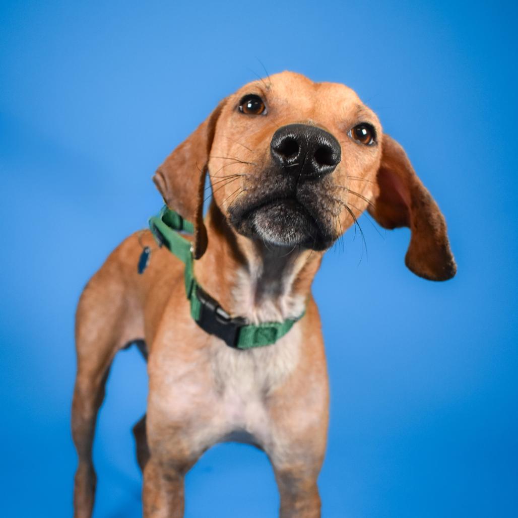 Enlarge Phillip, a Adoptable mixed breed in West Palm Beach, FL image 6/6