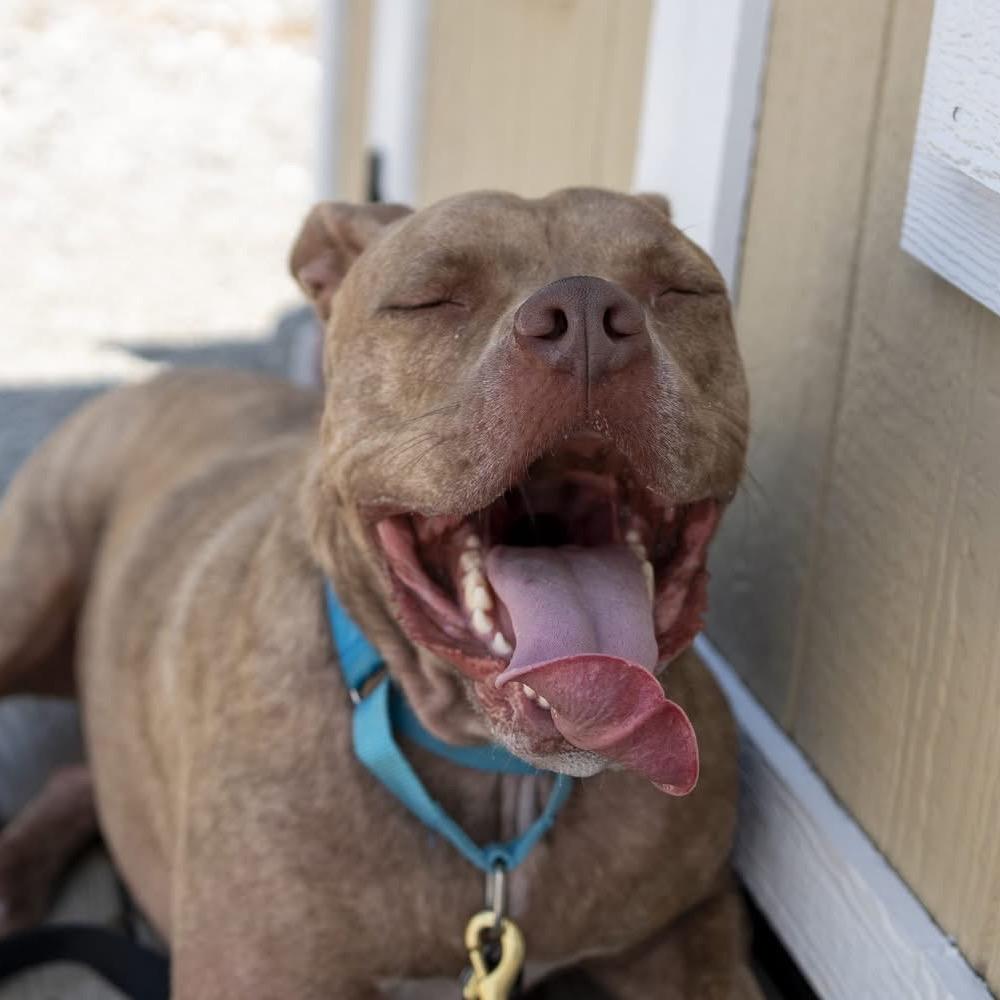 Chandler, Adoptable, Adult Male American Staffordshire Terrier.