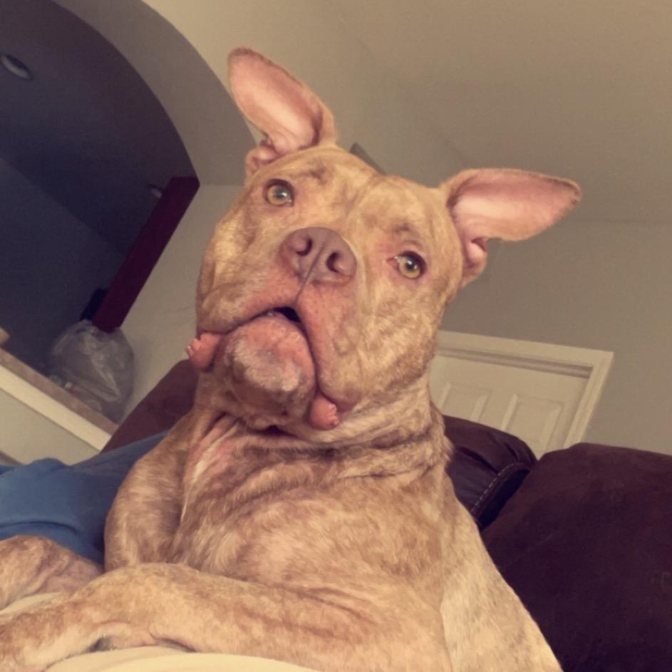 Enlarge Chandler, a Adoptable American Staffordshire Terrier in St. Peters, MO image 2/6