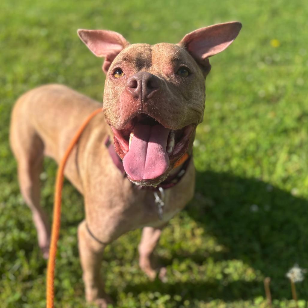 Enlarge Chandler, a Adoptable American Staffordshire Terrier in St. Peters, MO image 3/6