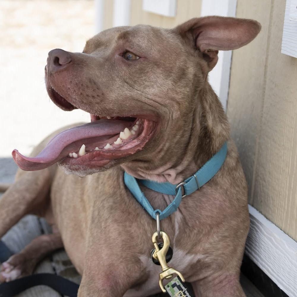Enlarge Chandler, a Adoptable American Staffordshire Terrier in St. Peters, MO image 4/6