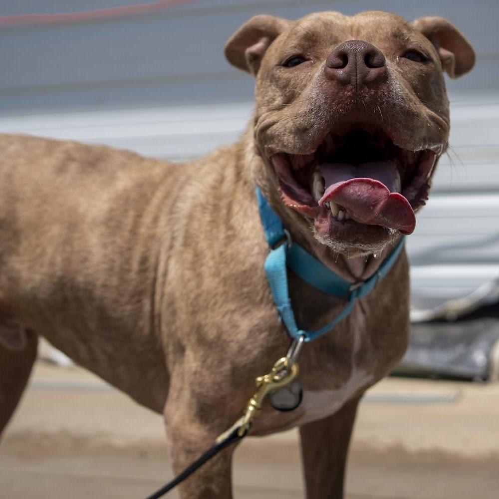 Enlarge Chandler, a Adoptable American Staffordshire Terrier in St. Peters, MO image 5/6