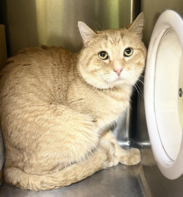 Clay, Adoptable, Adult Male Domestic Short Hair.