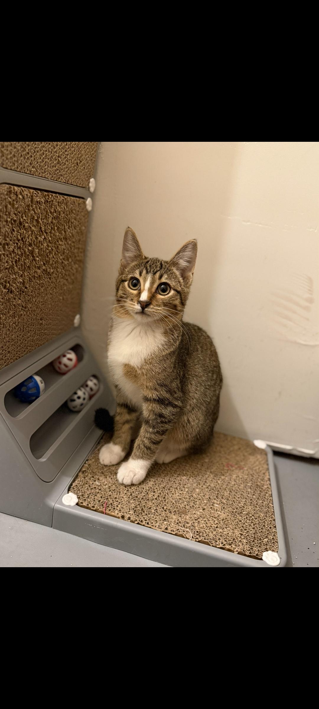 Hex, Adoptable, Kitten Male Domestic Short Hair.