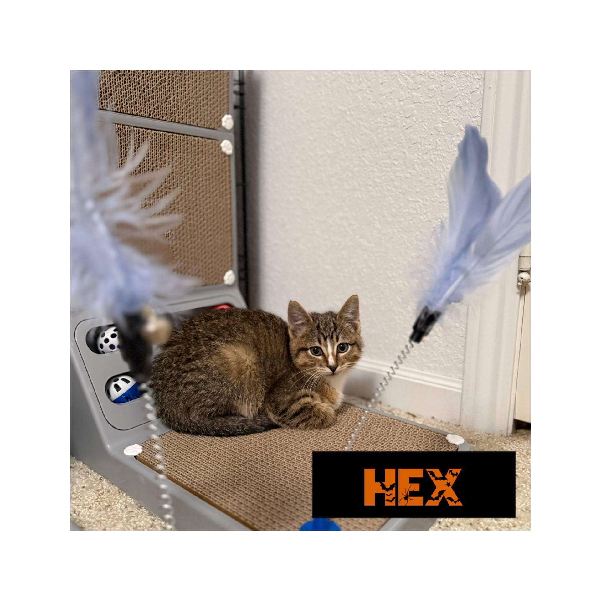 Enlarge Hex, a Adoptable Domestic Short Hair in Fertile, MN image 2/2