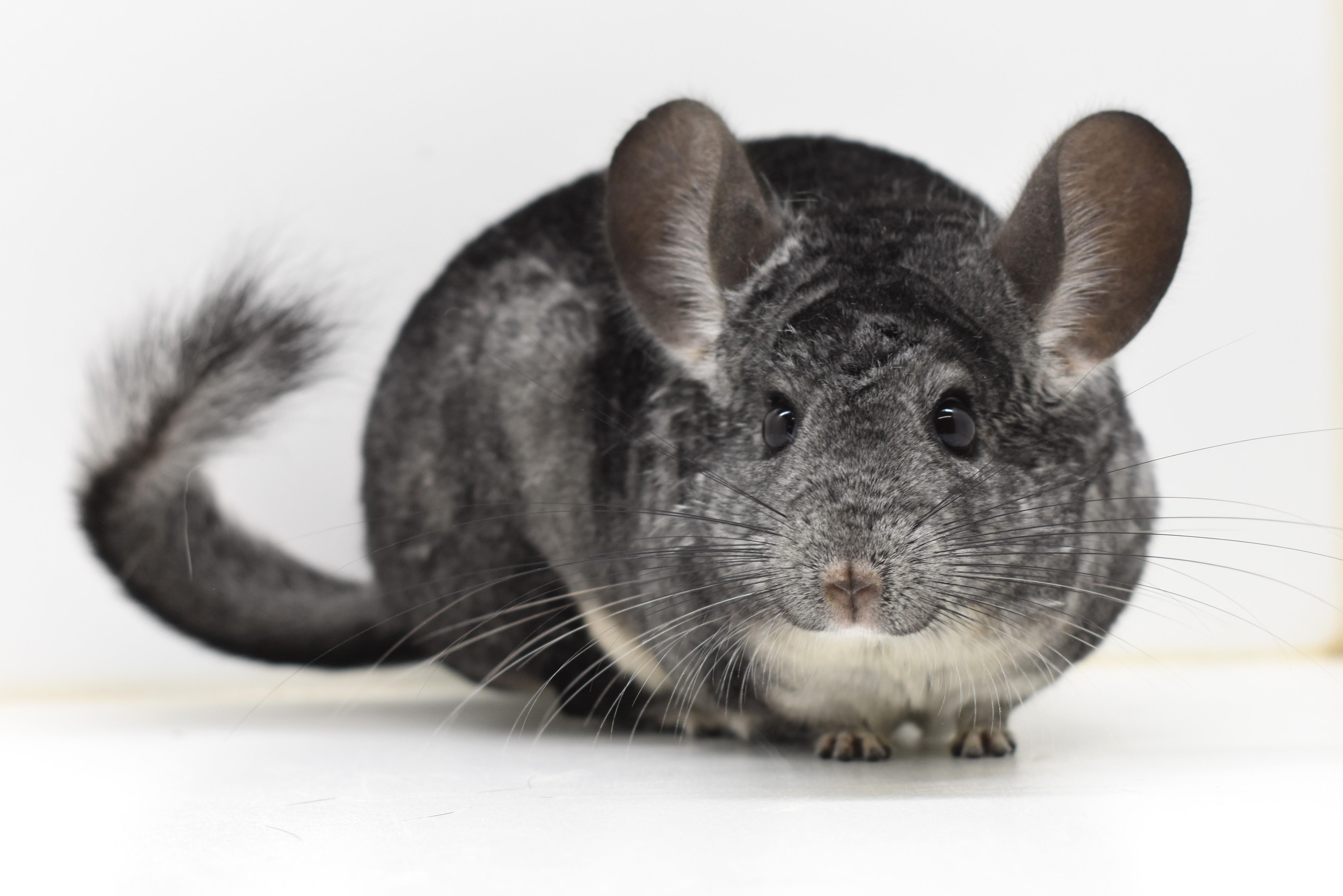 Murmur, Adoptable, Adult Female Chinchilla.