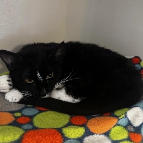 Enlarge Fudge, a Adoptable Domestic Short Hair in Hutchinson, MN image 4/4