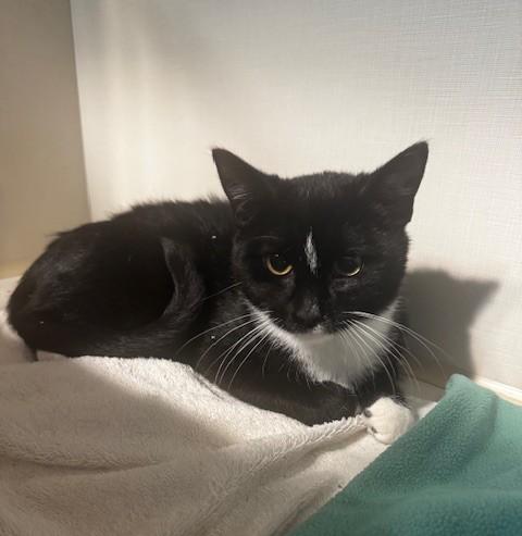 Enlarge Fudge, a Adoptable Domestic Short Hair in Hutchinson, MN image 2/4