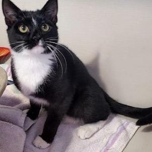 Fudge, Adoptable, Young Male Domestic Short Hair.