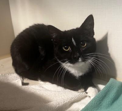 Enlarge Fudge, a Adoptable Domestic Short Hair in Hutchinson, MN image 1/4