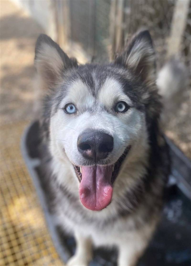 Lizzie, a Adoptable Siberian Husky in Matawan, NJ image 1/2