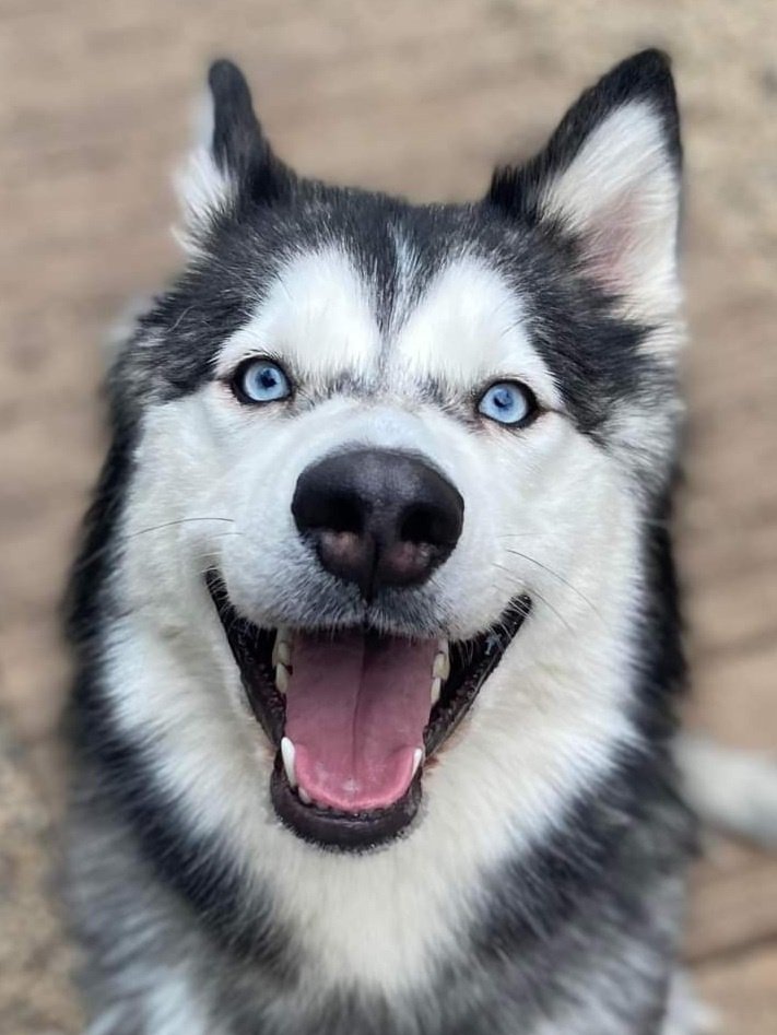 Lizzie, a Adoptable Siberian Husky in Matawan, NJ image 2/2
