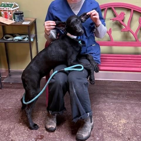 Enlarge Mary Mead, a ADOPTABLE mixed breed in Williston, VT image 1/5