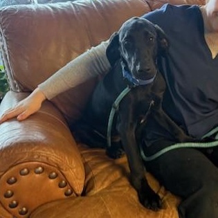 Enlarge Mary Mead, a ADOPTABLE mixed breed in Williston, VT image 3/5