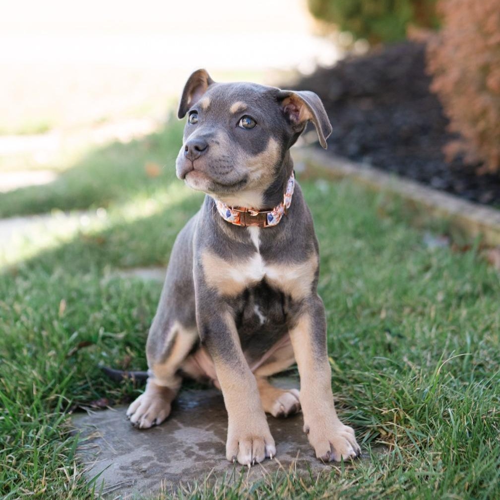 Elowyn , adoptable, Puppy Female Pit Bull Terrier.