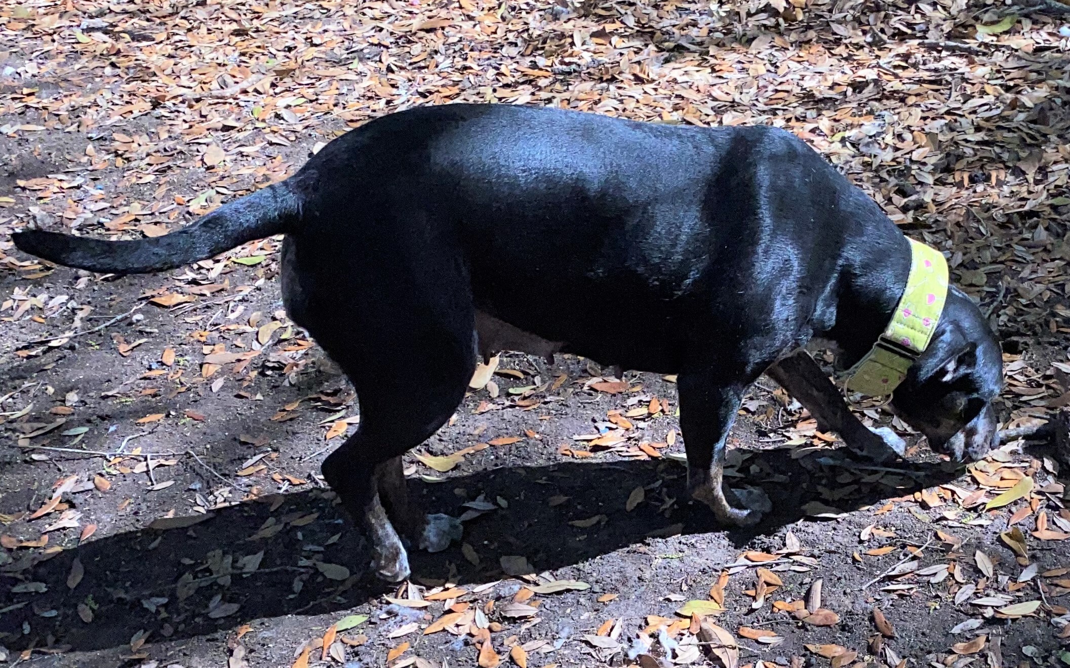 Dolce, Adoptable, Adult Female Cattle Dog.