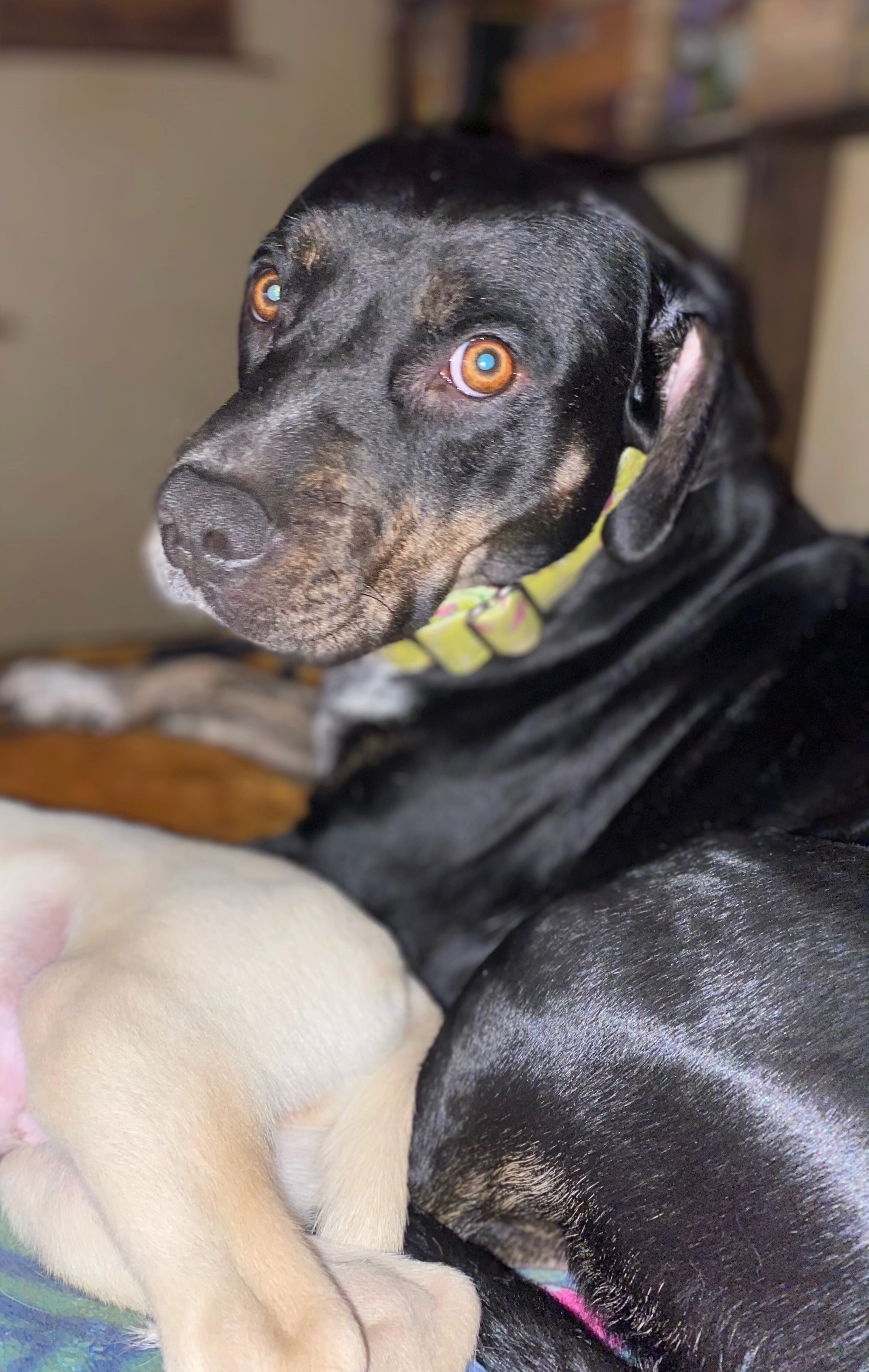 Dolce, a Adoptable mixed breed in San Antonio, TX image 2/12