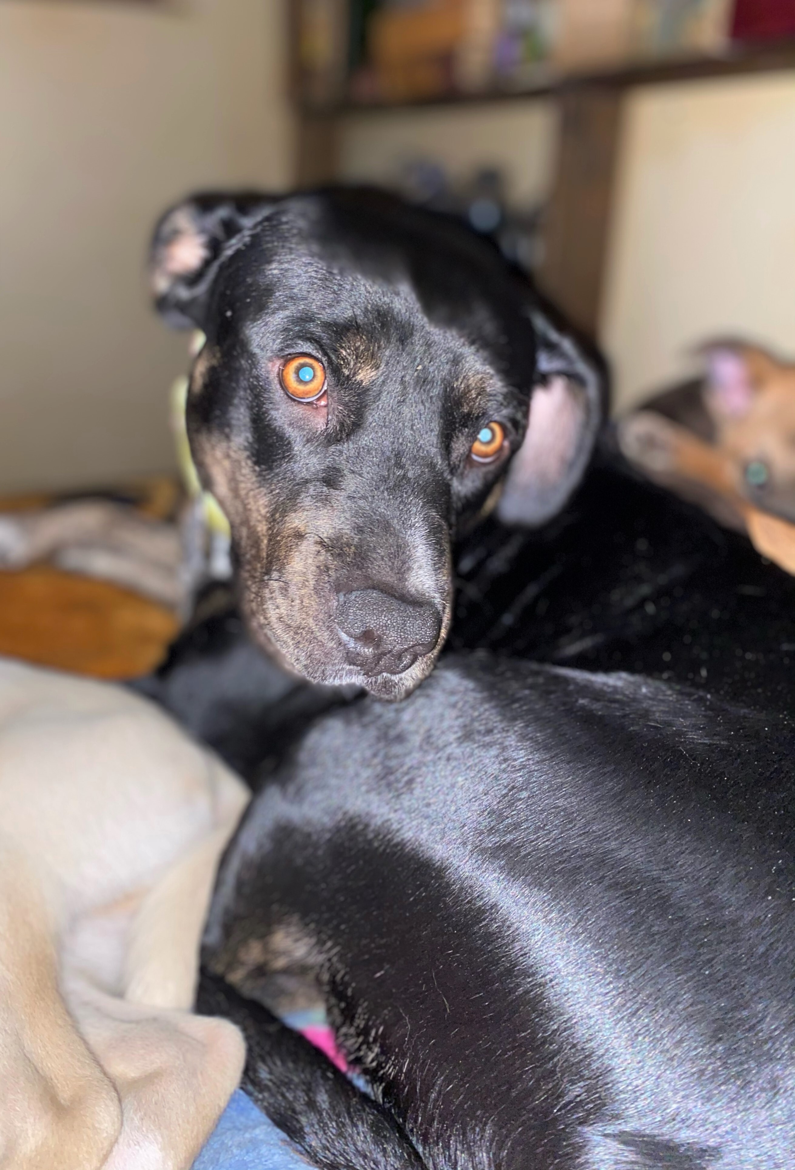 Dolce, a Adoptable mixed breed in San Antonio, TX image 3/12