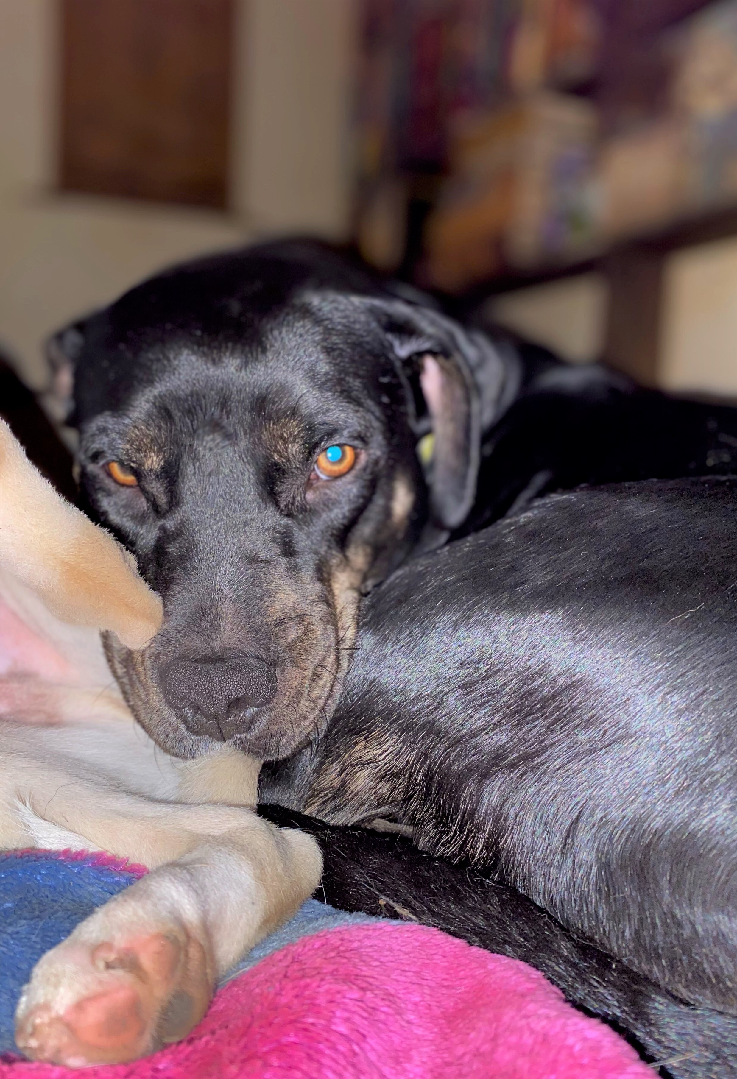 Dolce, a Adoptable mixed breed in San Antonio, TX image 4/12