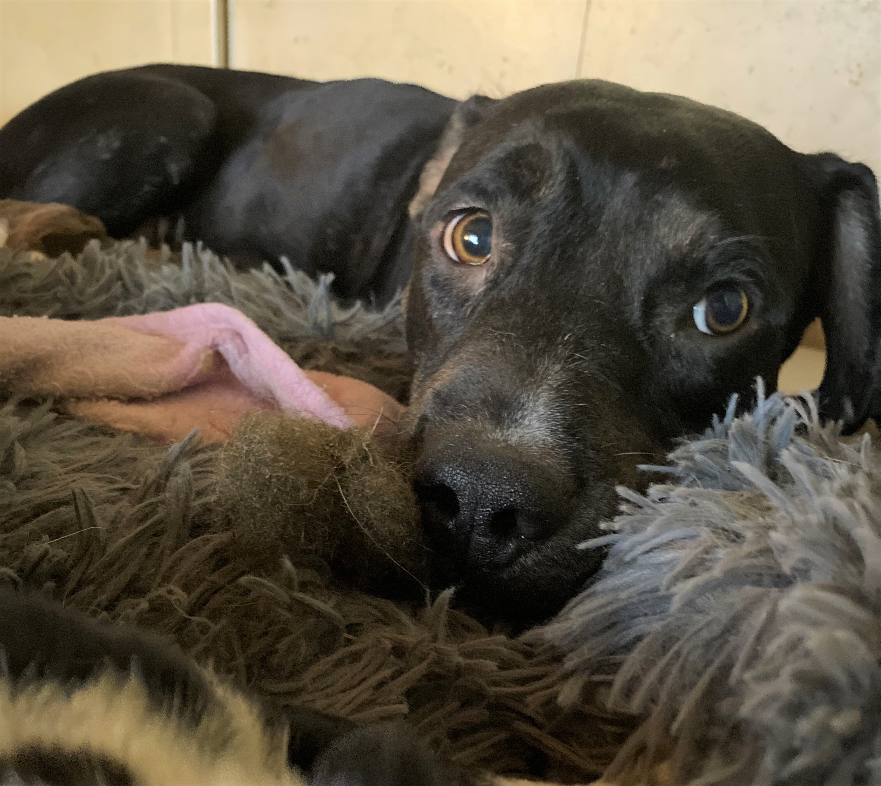 Dolce, Adoptable, Adult Female Cattle Dog.