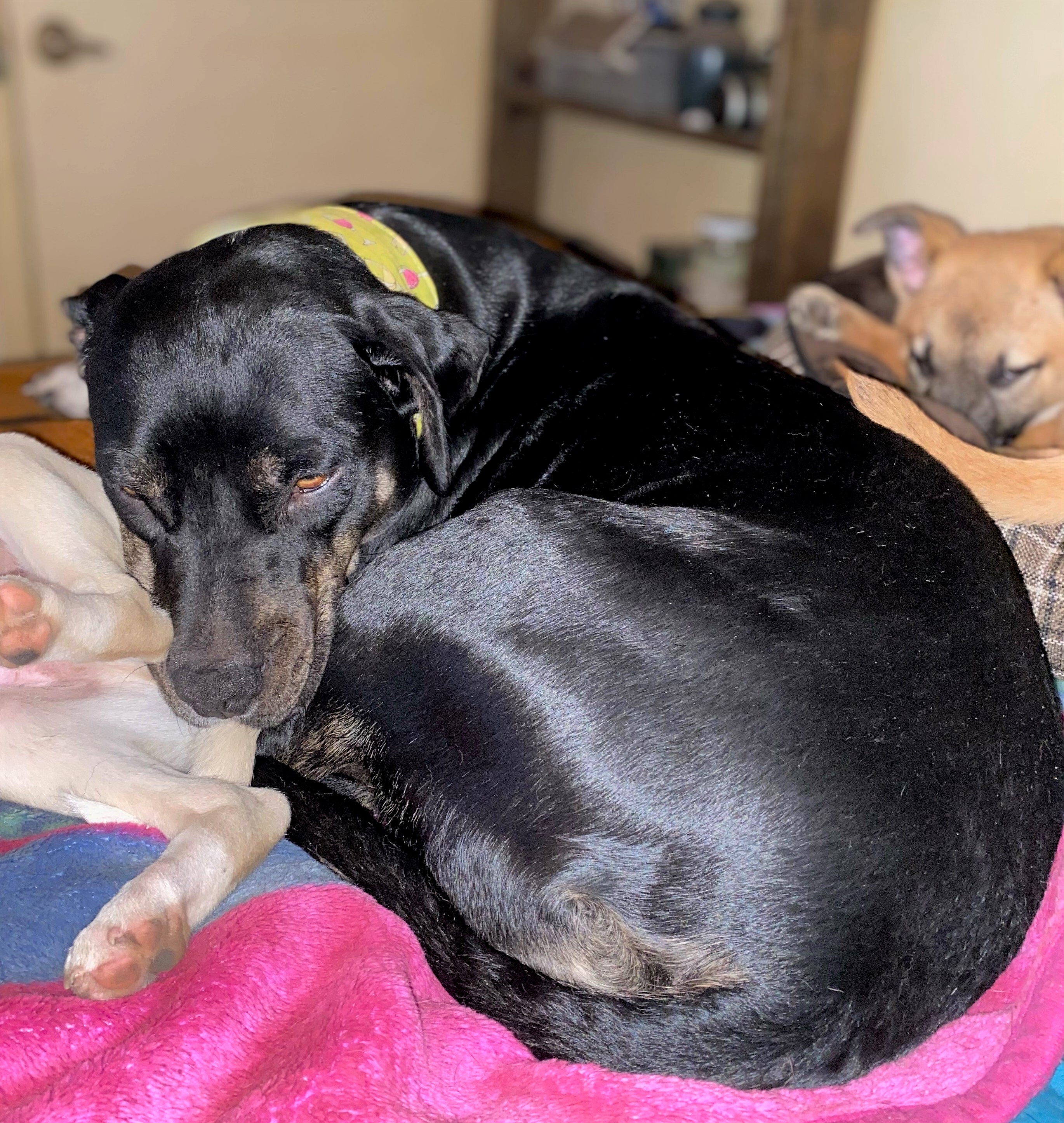 Dolce, a Adoptable mixed breed in San Antonio, TX image 6/12