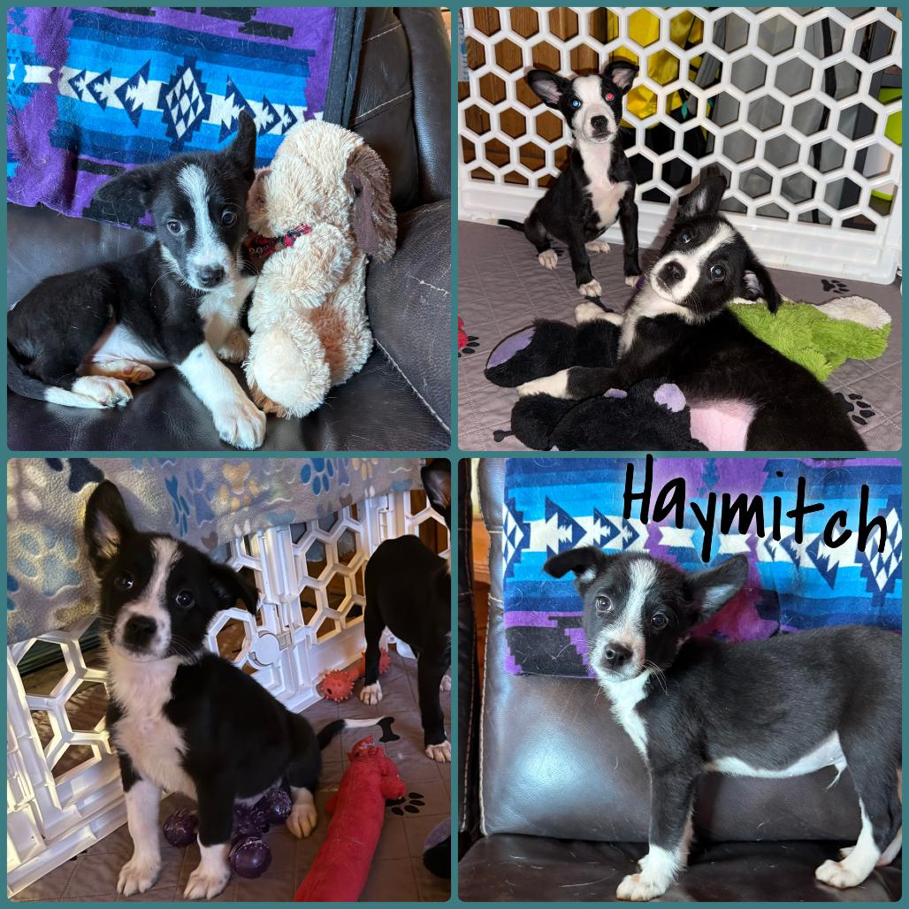 Enlarge Haymitch, a Adoptable mixed breed in Idaho Falls, ID image 1/1