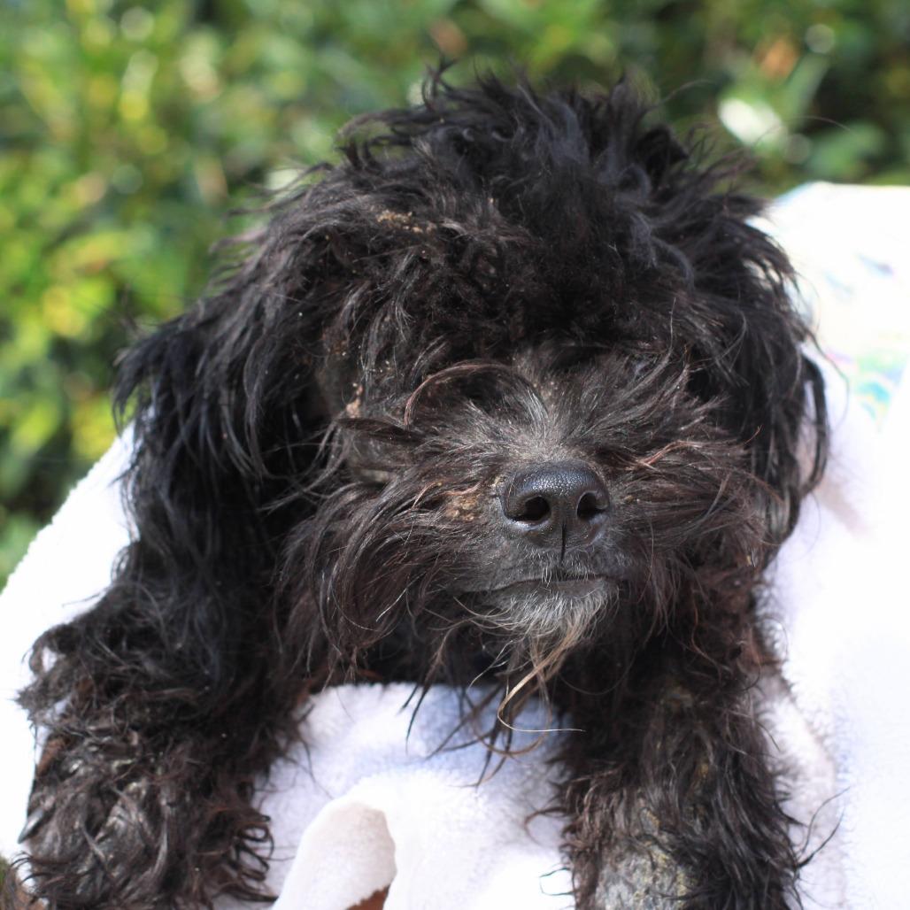 Might Guy, Adoptable, Young Male Miniature Poodle & Mixed Breed.