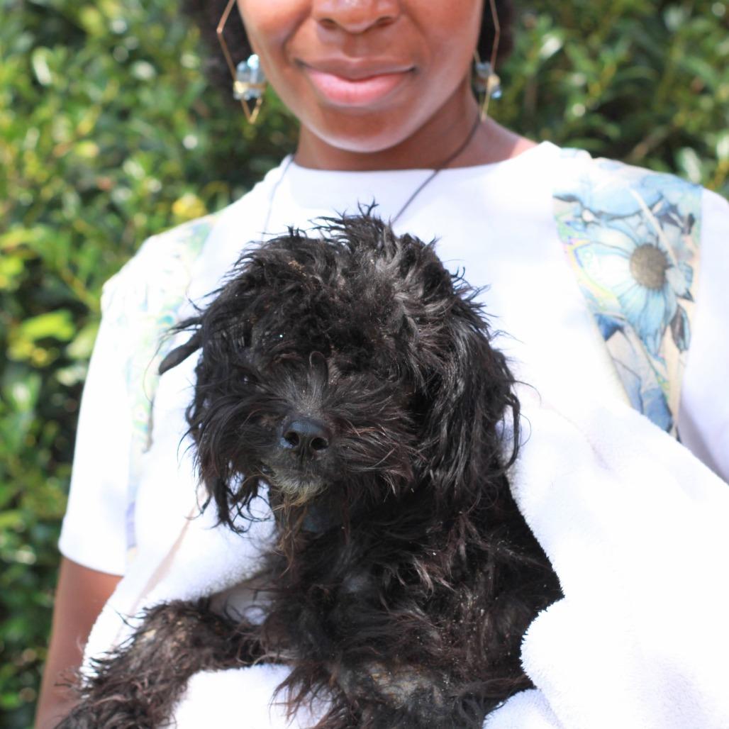 Enlarge Might Guy, a Adoptable mixed breed in Hattiesburg, MS image 2/4
