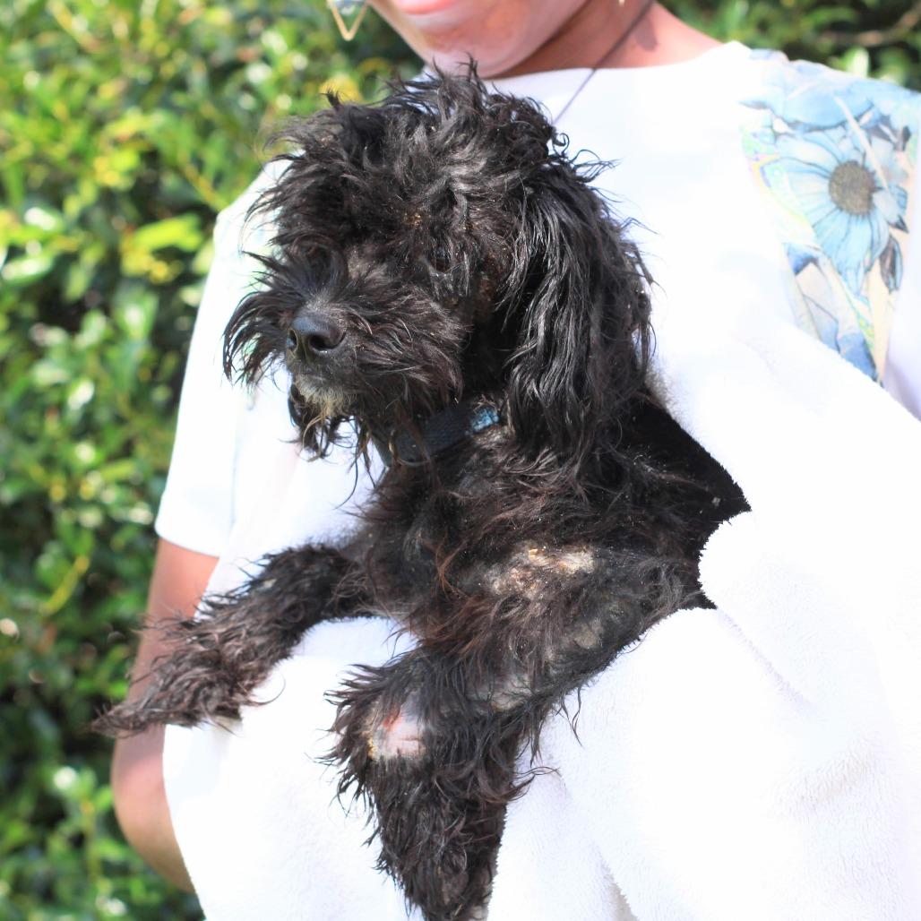 Enlarge Might Guy, a Adoptable mixed breed in Hattiesburg, MS image 3/4