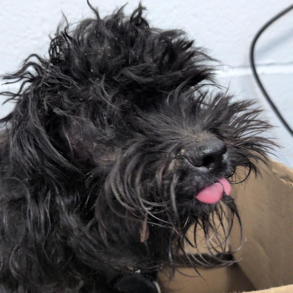 Enlarge Might Guy, a Adoptable mixed breed in Hattiesburg, MS image 4/4