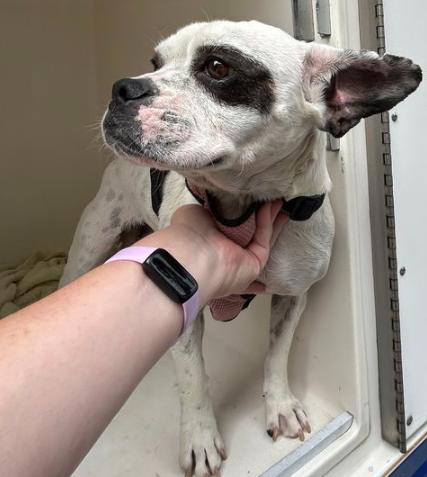 179896 Blueberry (Off Site Foster)