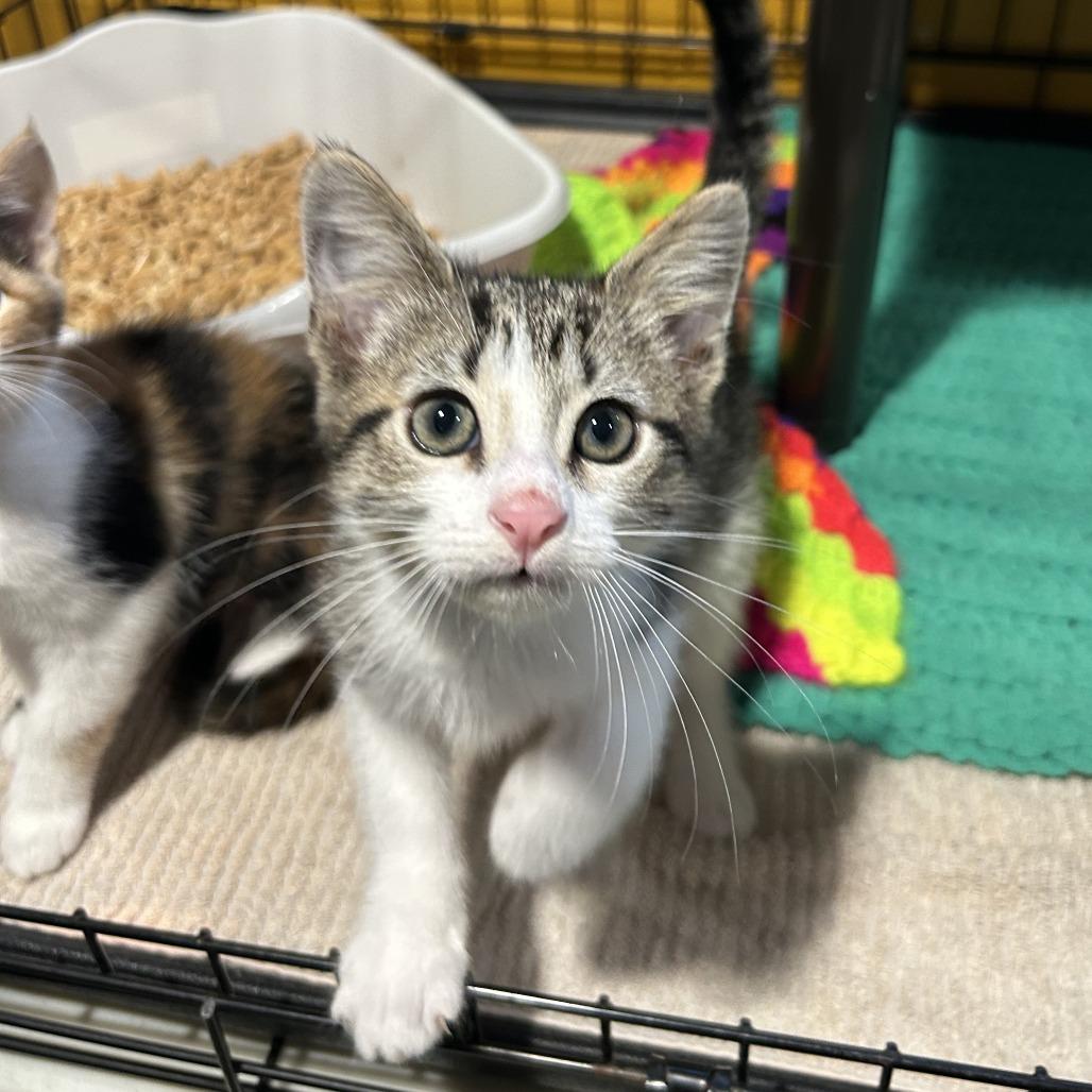Enlarge Jack-in-a-Box FKA Big Pharma, a Adoptable Domestic Short Hair in Chesapeake, VA image 1/4