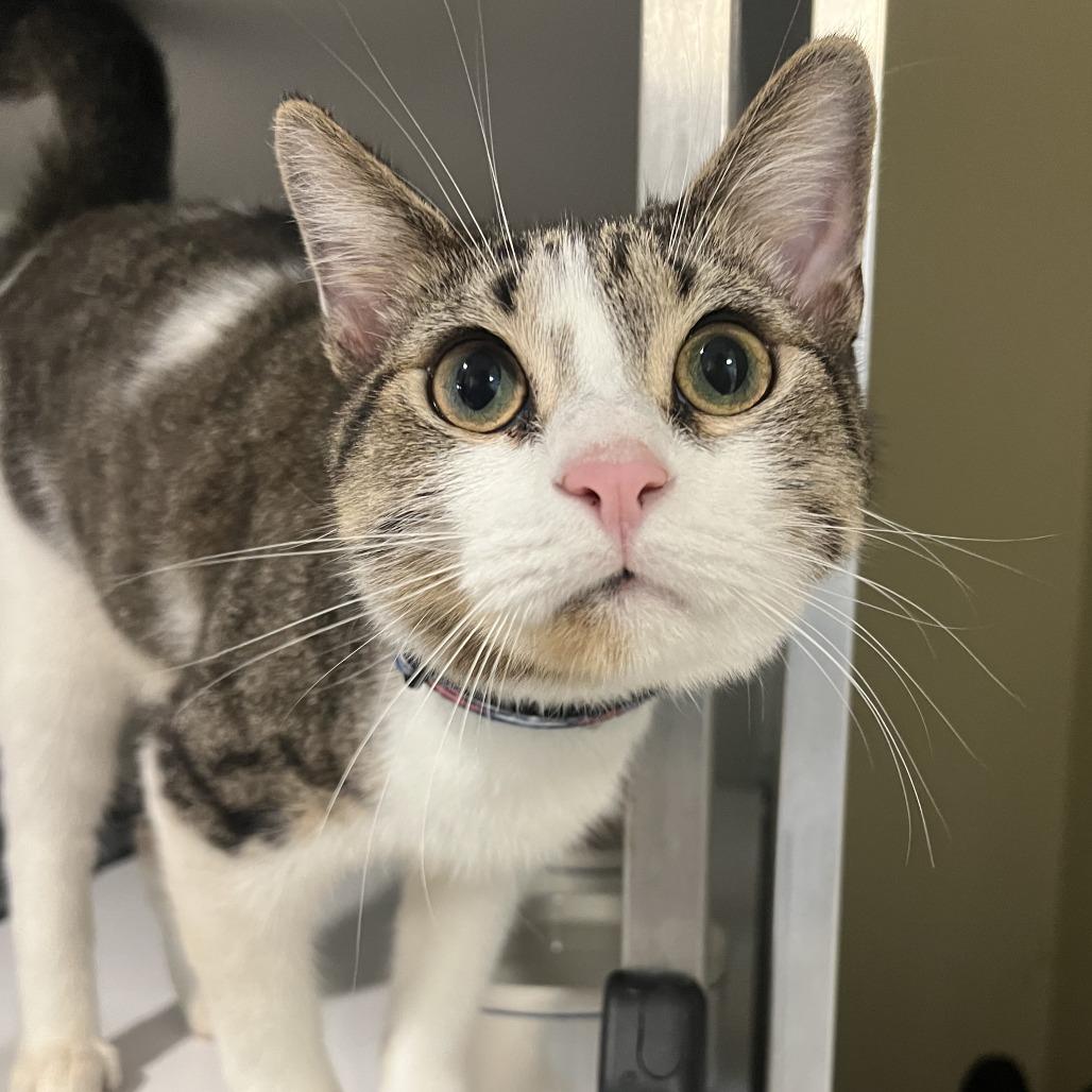 Enlarge Jack-in-a-Box FKA Big Pharma, a Adoptable Domestic Short Hair in Chesapeake, VA image 2/4