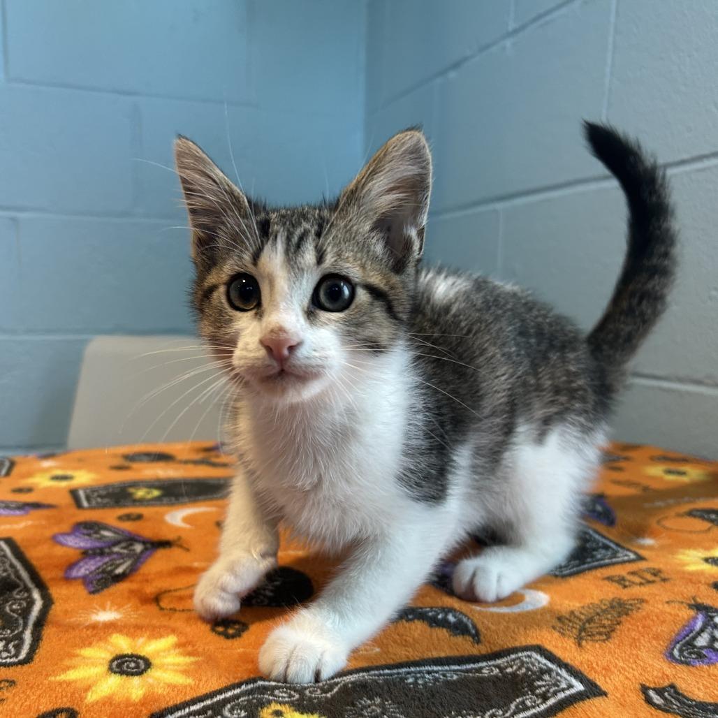 Enlarge Jack-in-a-Box FKA Big Pharma, a Adoptable Domestic Short Hair in Chesapeake, VA image 3/4